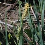 Carex meadii Vekstform