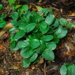Picralima nitida Hábito