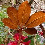 Rhododendron beanianum 葉