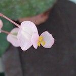 Begonia erythrophylla Flor