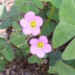 Oxalis latifolia Blüte