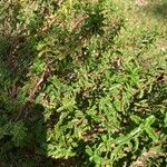 Hypericum balearicum Hoja