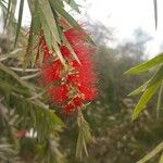 Callistemon viminalis ফুল