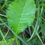 Elephantopus carolinianus Leaf