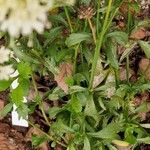 Scabiosa ochroleuca Folha