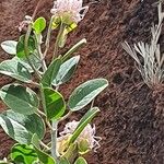 Capparis cartilaginea Leaf