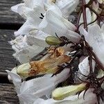 Penstemon digitalis Flor