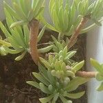 Dudleya edulis Yaprak