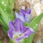 Convolvulus siculus Flower