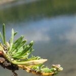 Corrigiola litoralis Leaf