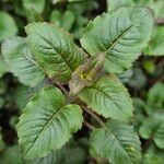 Monarda didyma Blad