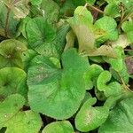 Petasites pyrenaicus Blatt