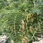 Albizia harveyi Плод