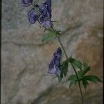 Aconitum columbianum Hábito