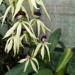 Prosthechea cochleata Fleur