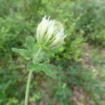 Trifolium ochroleucon Õis