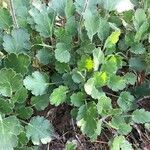 Heuchera cylindrica Leaf