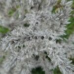Echium italicum Frouezh