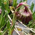 Culcitium serratifolium Flower