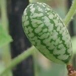 Melothria scabra Fruit