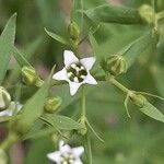 Thesium linophyllon Blüte