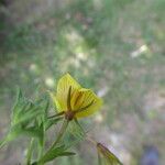 Ononis natrix Virág