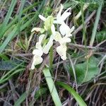 Orchis provincialis Flor