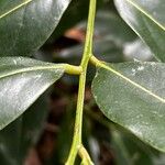 Castanospermum australe Лист