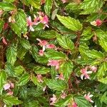 Begonia acutifolia Fiore