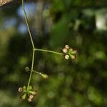 Syzygium veillonii Hábito