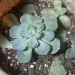 Echeveria elegans Leaf