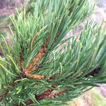 Pinus muricata Rinde