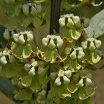 Asclepias tomentosa Blomst