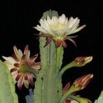 Cereus jamacaru Květ