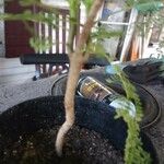 Jacaranda mimosifolia Rhisgl