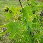 Liquidambar orientalis葉