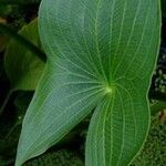 Sagittaria montevidensis Leaf