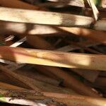 Arundo micrantha Arall