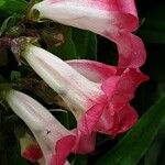 Penstemon hartwegii Çiçek