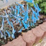 Corydalis flexuosa Blomst