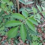 Sambucus canadensisFulla