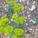 Euphorbia serrata Flor