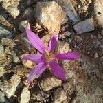 Colchicum filifolium 花