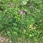 Cirsium palustre Habit