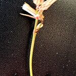 Launaea intybacea 花