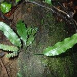 Asplenium variabile