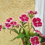 Dianthus barbatusΛουλούδι