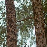 Eucalyptus camaldulensis Bark