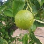 Citrus × aurantium Frucht