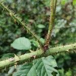 Rubus sulcatus Bark